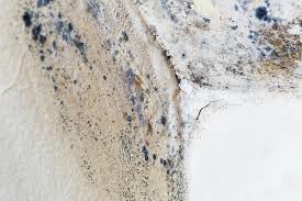 Why You Should Choose Our Mold Remediation Services in Gordon, PA